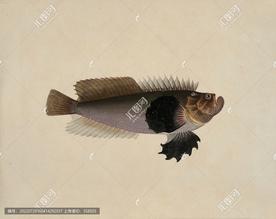 鳌嘴鱼海洋生物素材