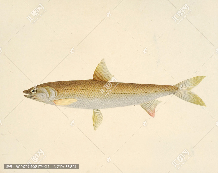 黄鳡鱼海洋生物素材