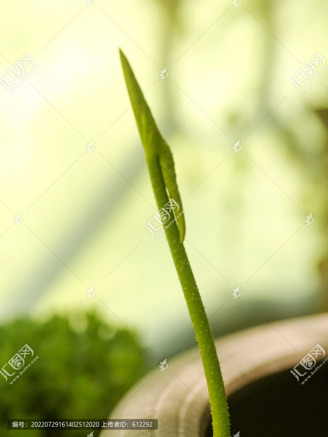 露出缸边的荷叶