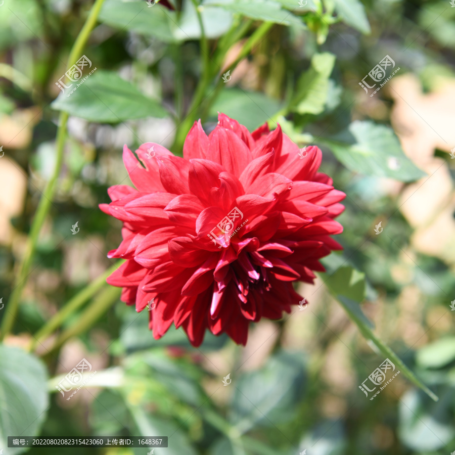 盛开的红色的大丽花