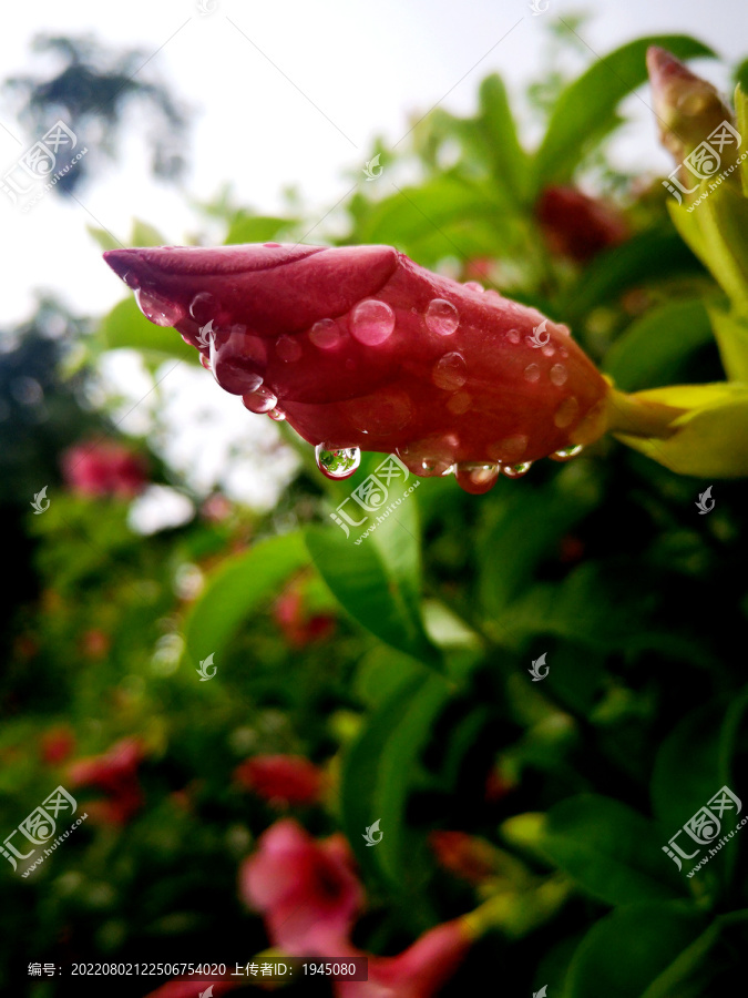 红蝉花