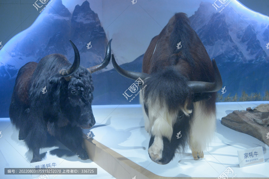 青藏高原普通牦牛和家牦牛