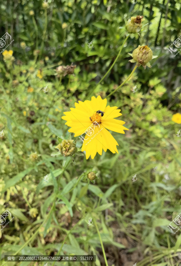 菊花鲜花图片