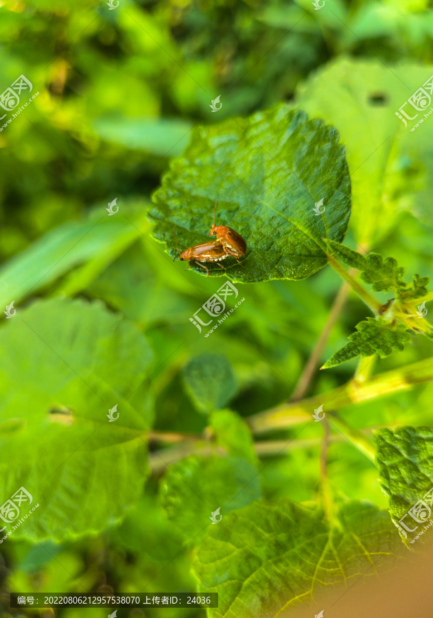 萤火虫交配