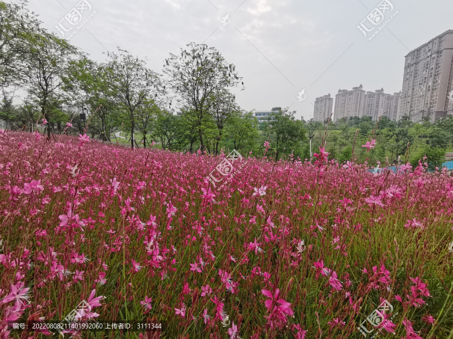 山桃草花