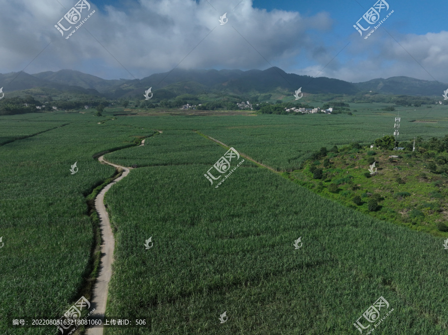 甘蔗种植