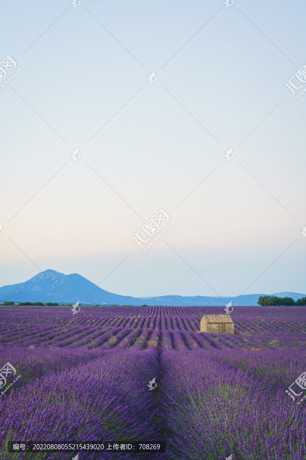 法国普罗旺斯薰衣草花田美景