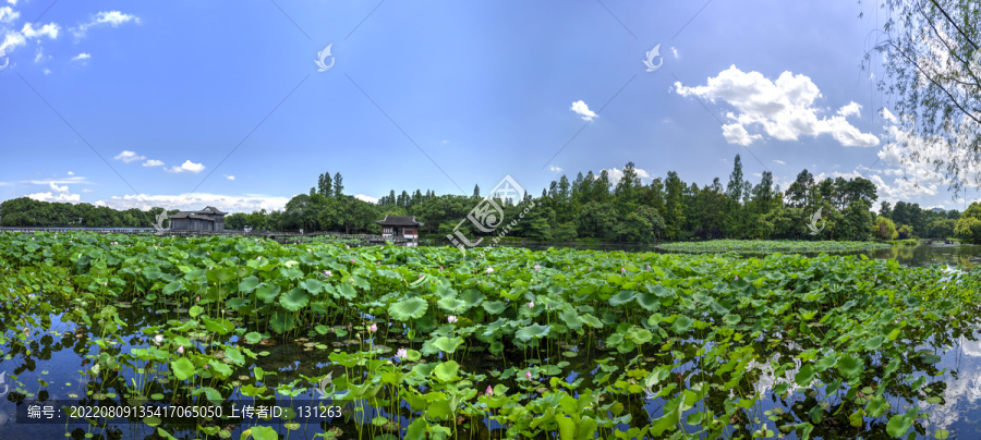 杭州曲院风荷荷塘大幅全景