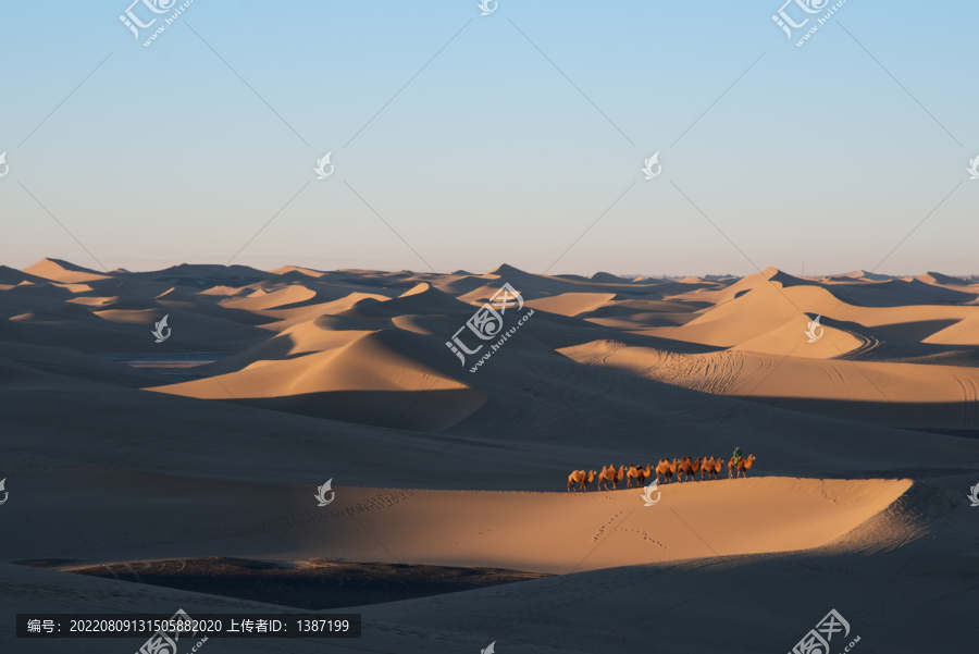 夕阳下的沙漠骆驼队驼影