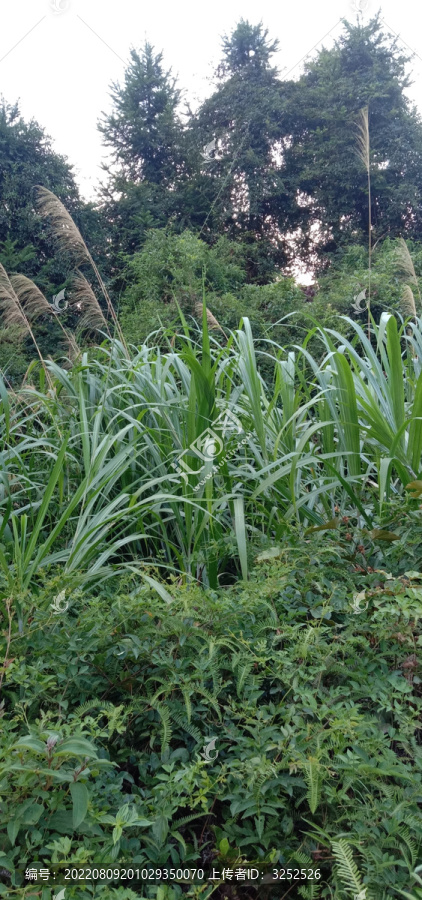 植物