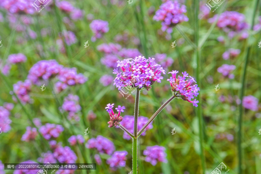 马鞭草花海