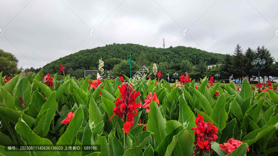 扁竹莲花