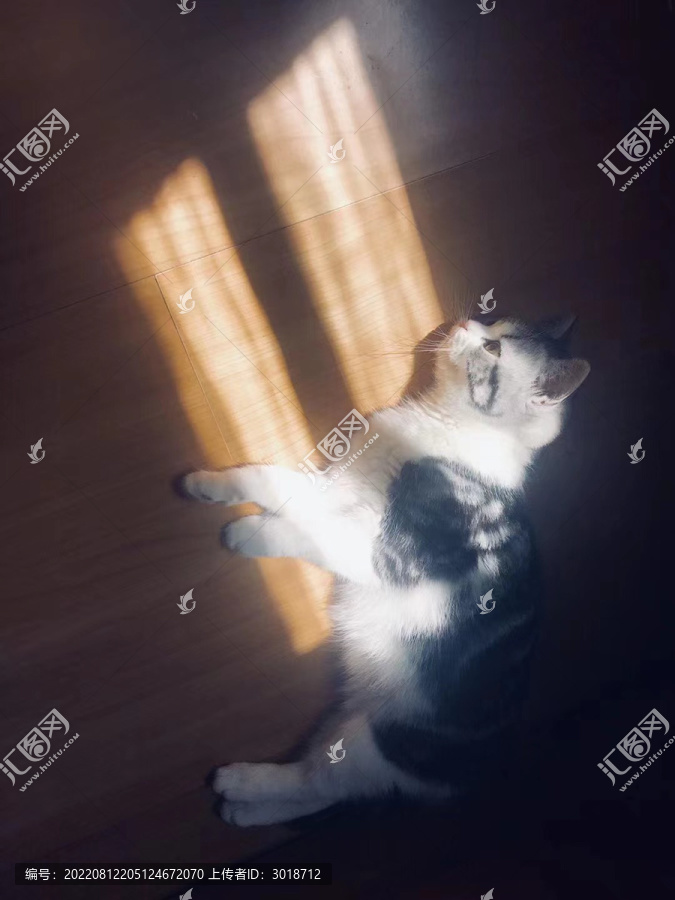 美短猫咪在地板上看窗外的光影
