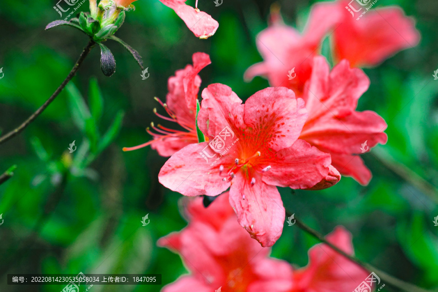 杜鹃花