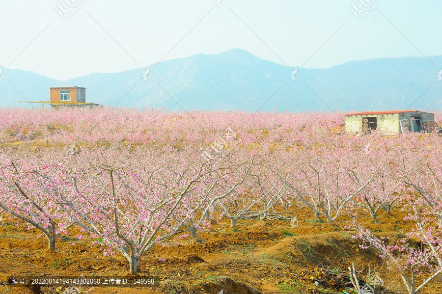 水蜜桃种植基地