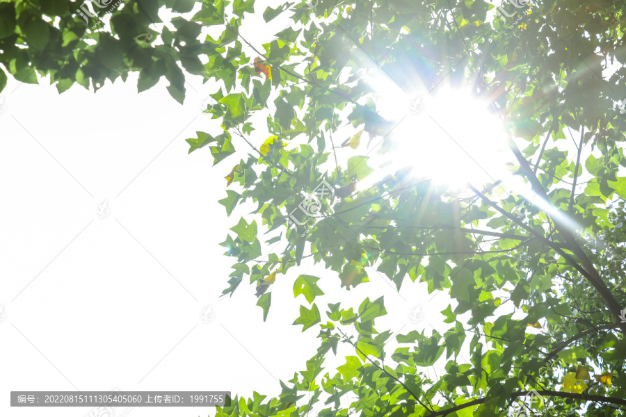 阳光树林树叶