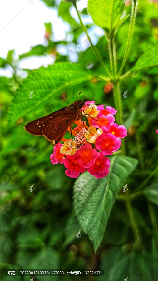 五色花和蝴蝶