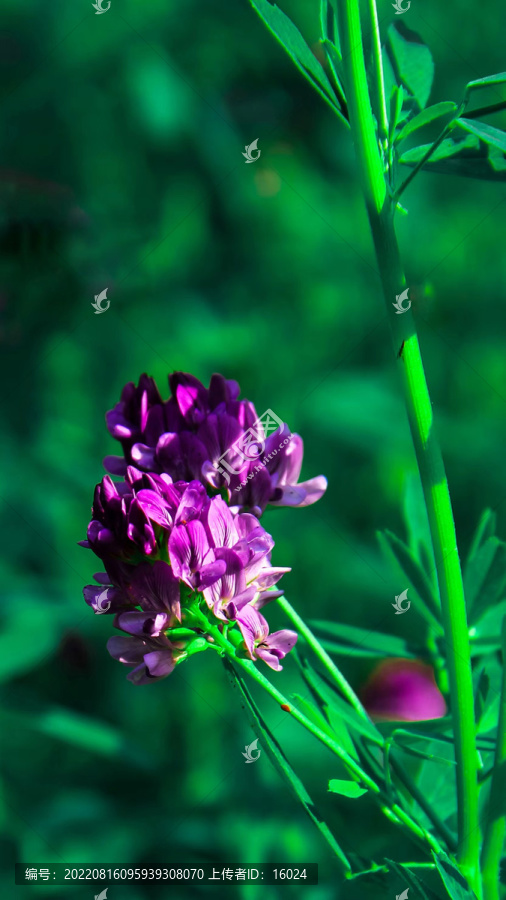光线照射下的紫色花朵