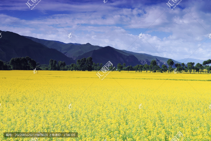 青海油菜花