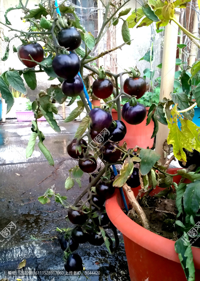 黑番茄盆栽