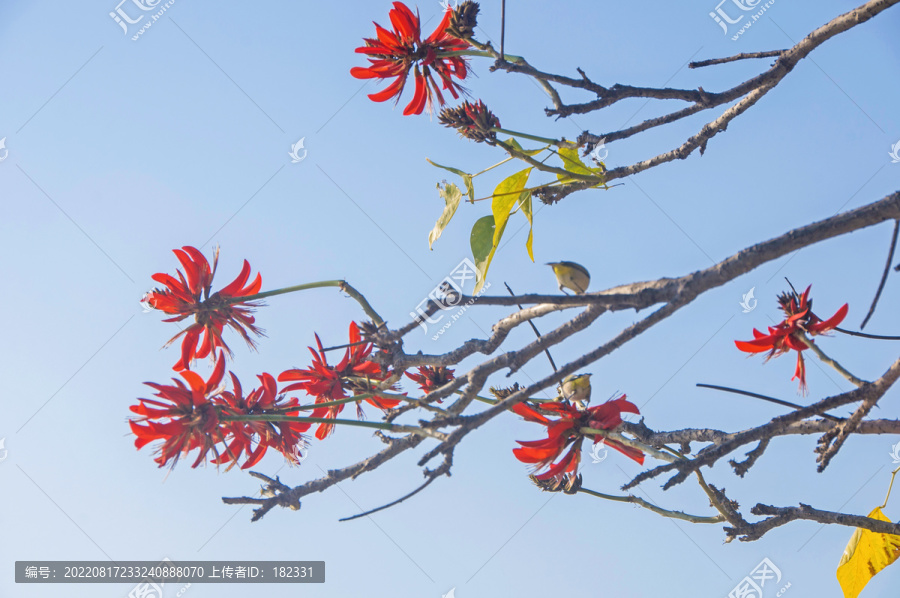 鸟儿立刺桐花枝