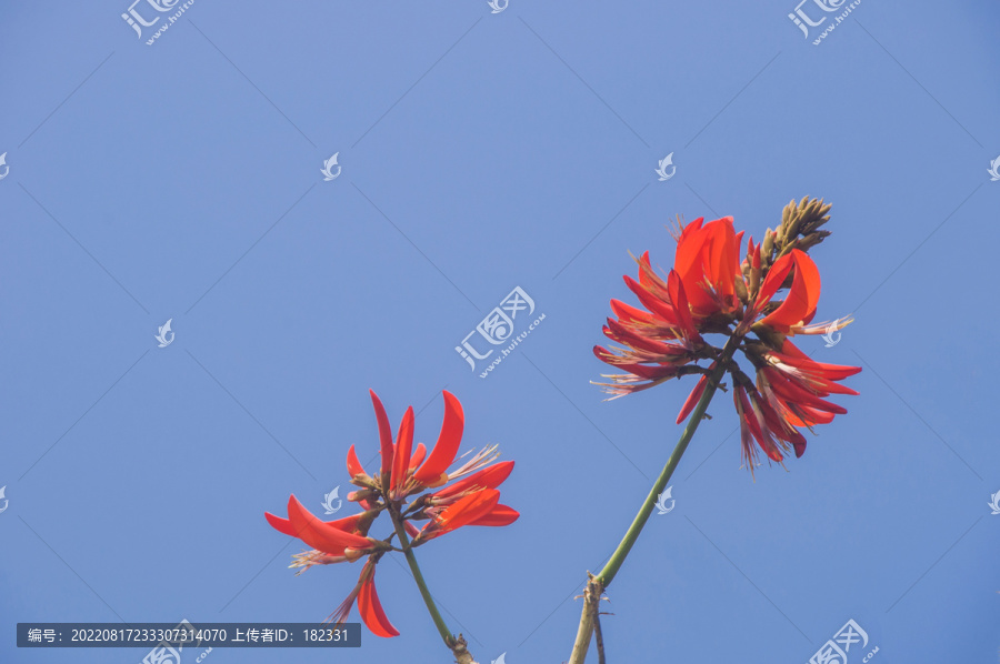 刺桐花枝