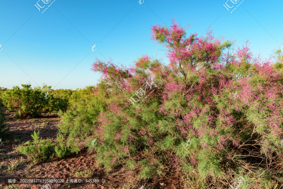 荒漠红柳树