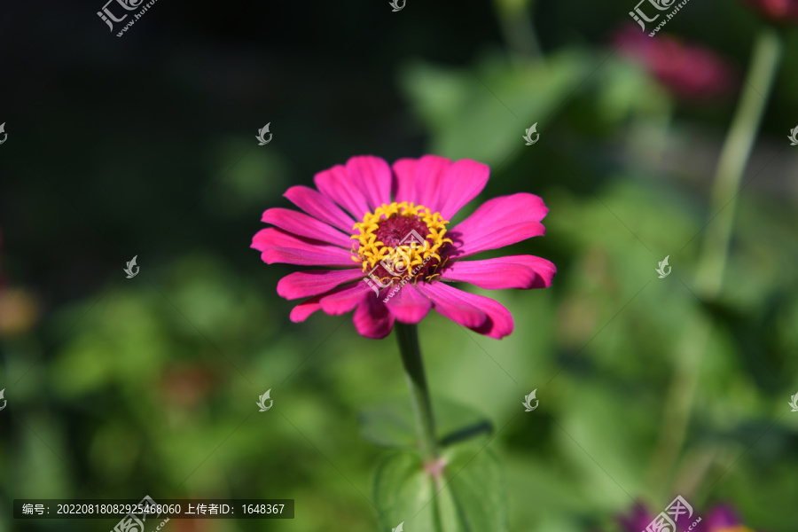 一朵橙粉色盛开的百日菊花