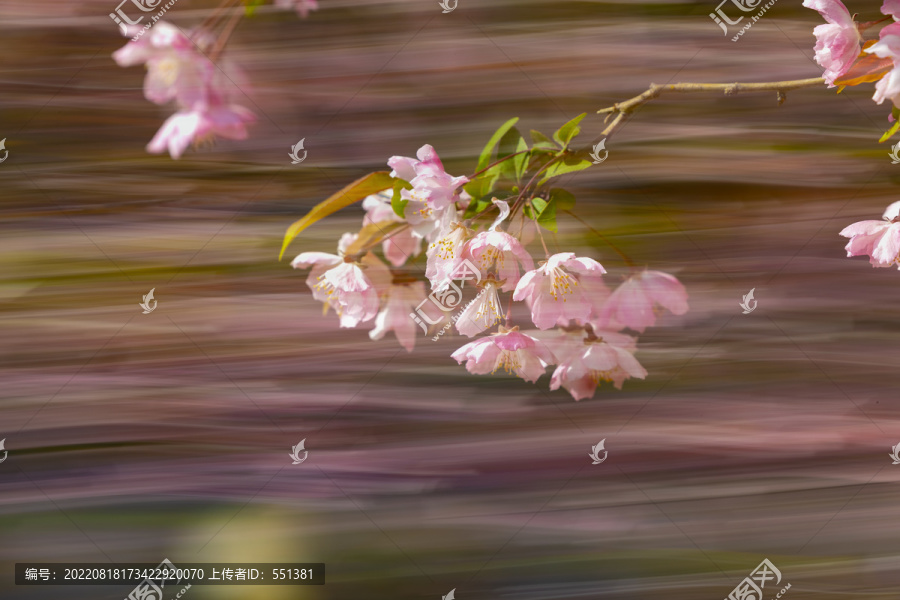 唯美海棠花