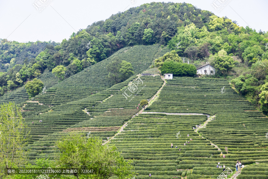 杭州龙井茶园