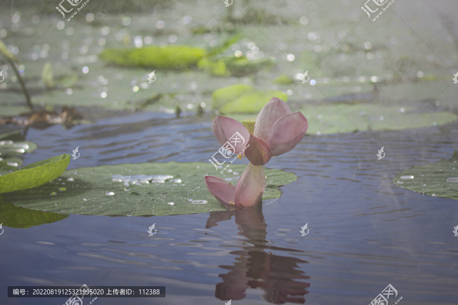 莲花荷花荷塘花瓣雨中清廉烟