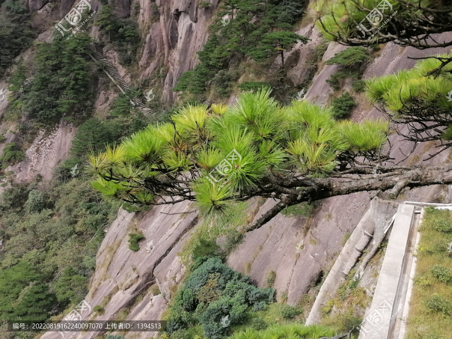 黄山迎客松