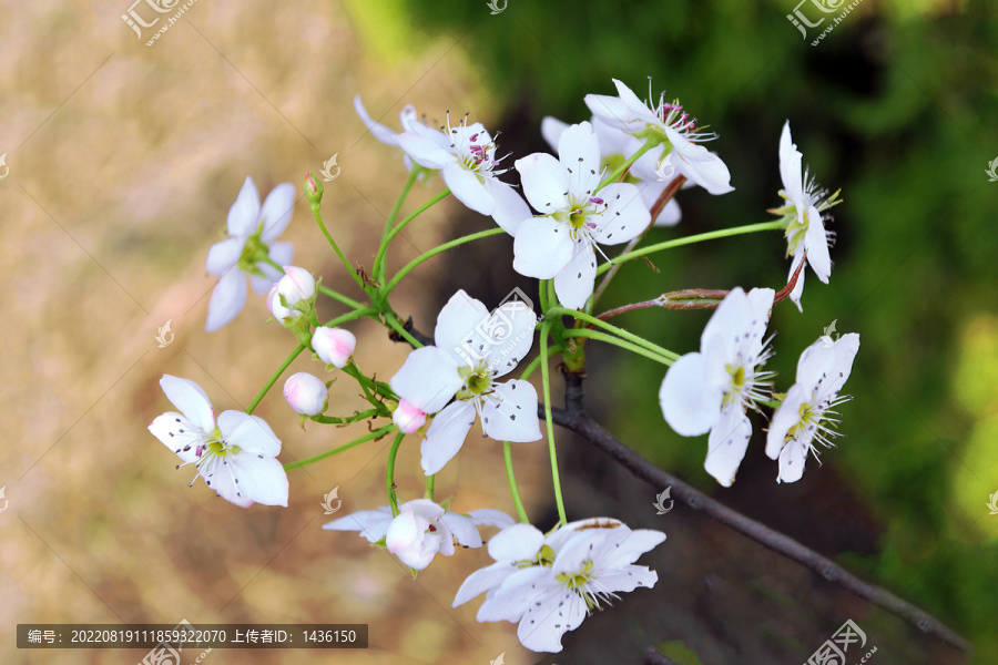 果园梨树花