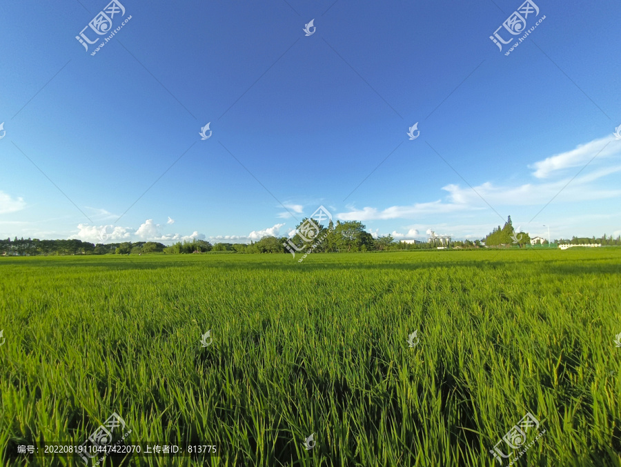 蓝蓝天绿油油稻田