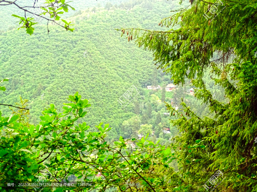 树林风景