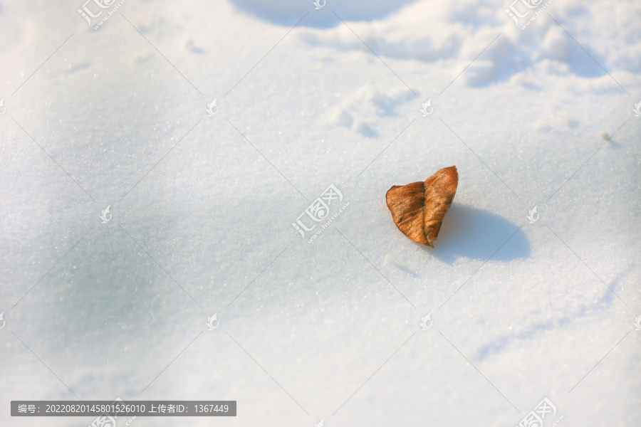 雪地残叶