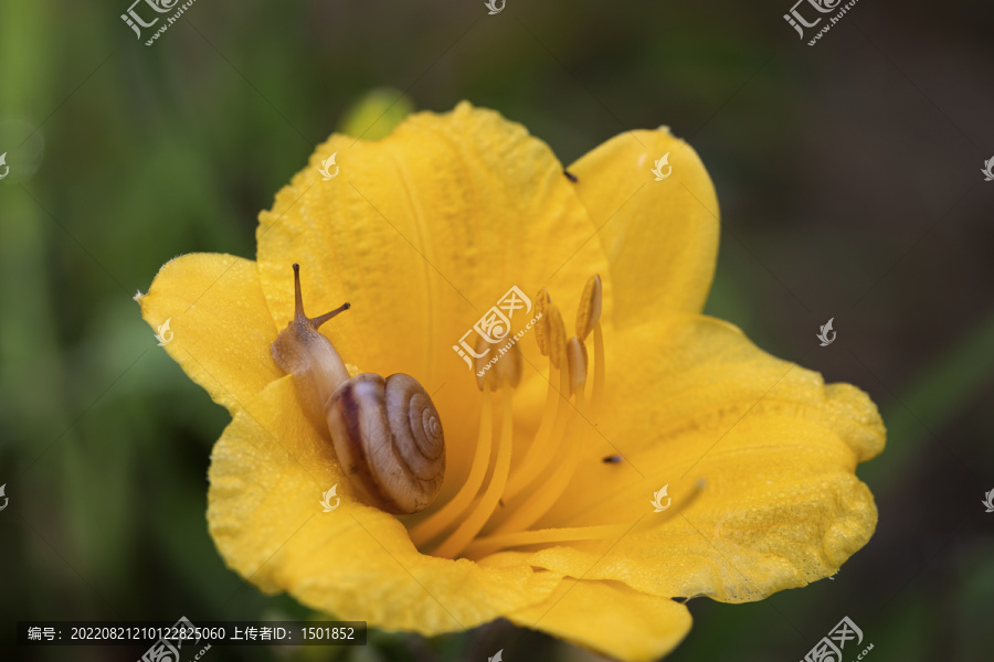 黄花菜芯里的蜗牛