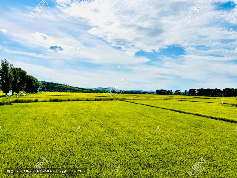稻田