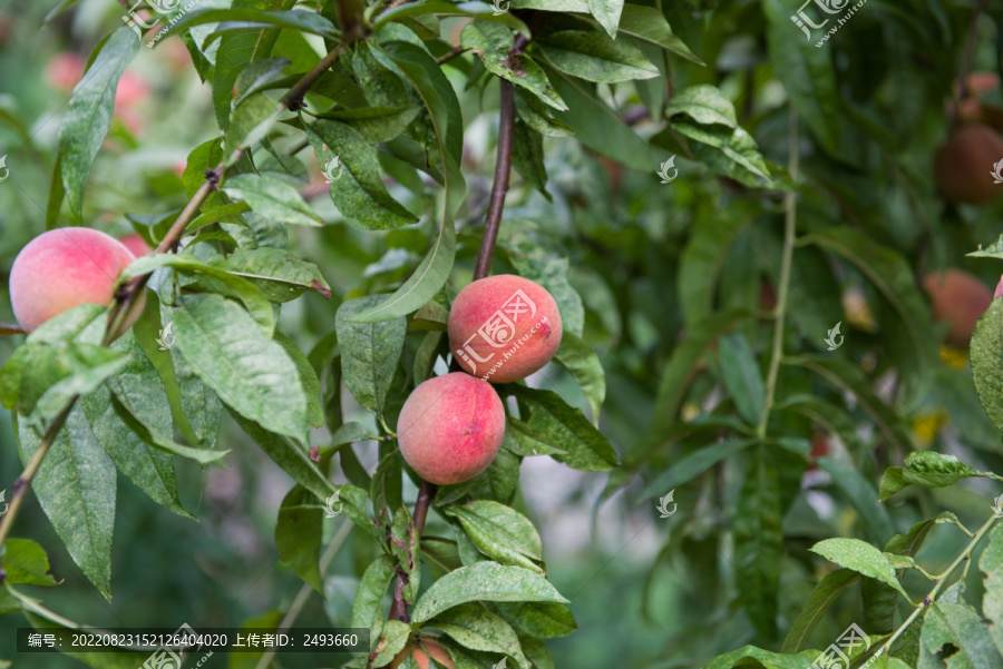 桃树上成熟的桃子