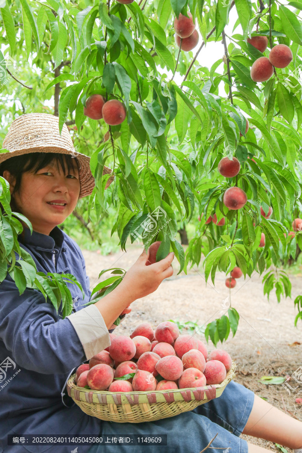 农民正在摘桃子