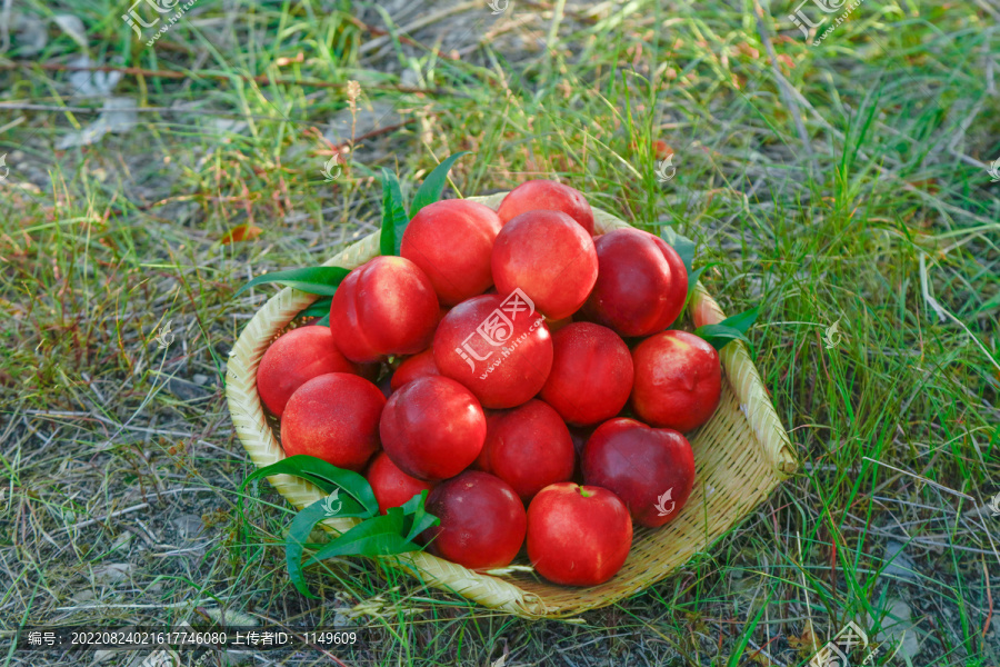 草坪上放着一篮红油桃