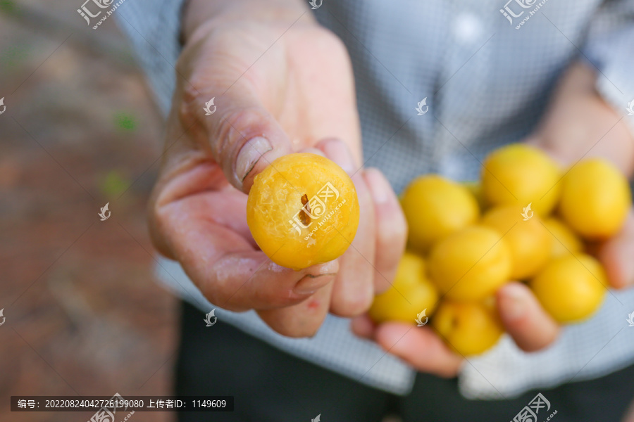 农民手上拿着新鲜小白杏