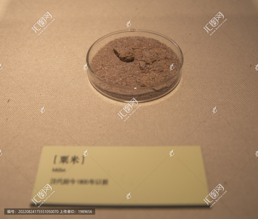 粟米化石