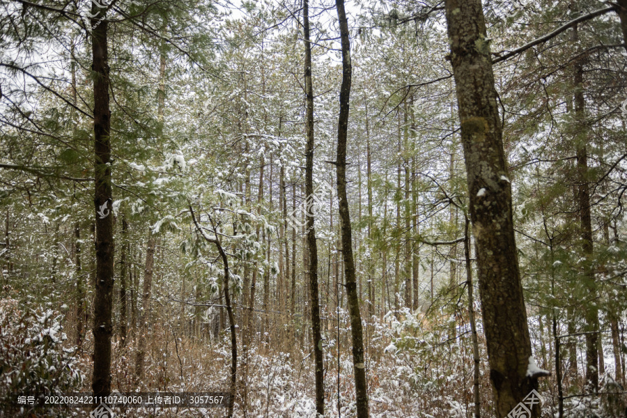 森林树木枝头压满积雪