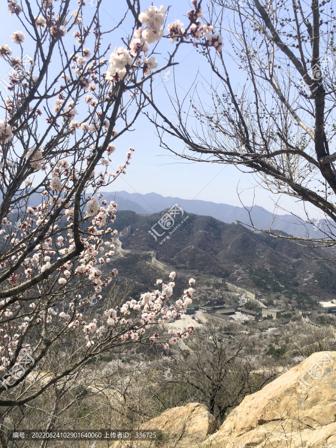 北京八达岭长城春天樱花