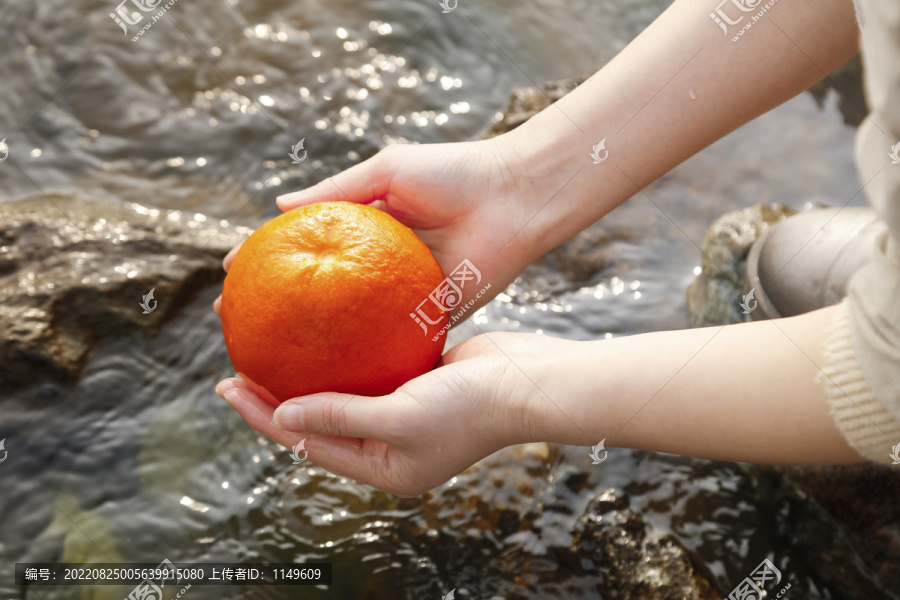 手里捧着红美人柑橘