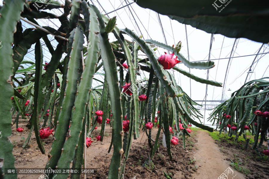 火龙果种植园