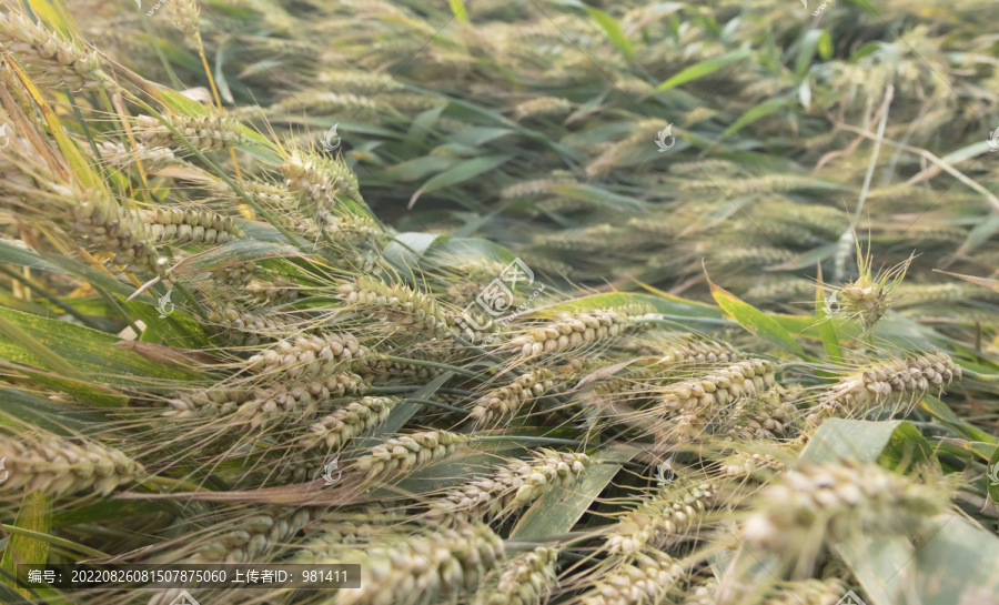 快成熟的庄稼小麦