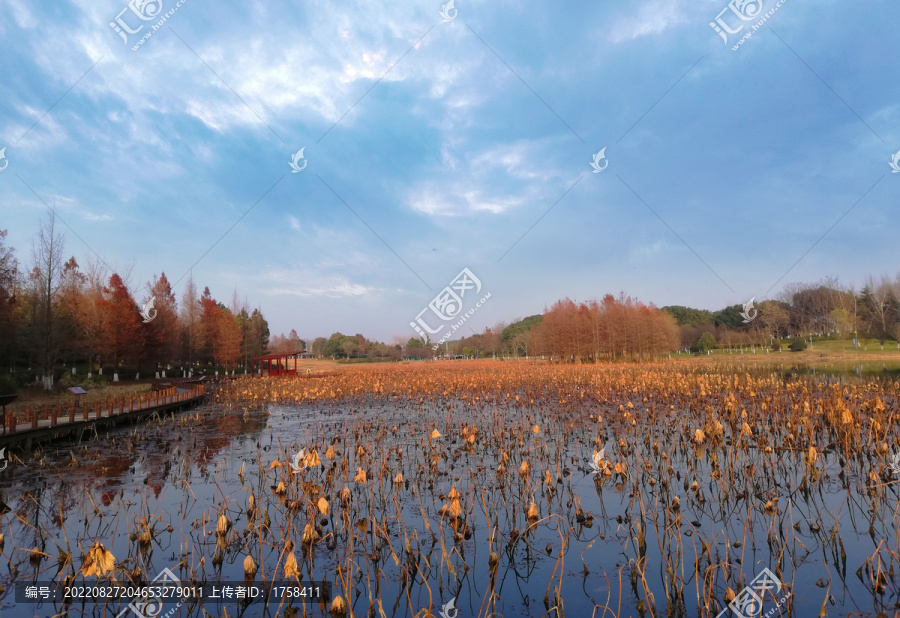 湿地公园秋色秋天的荷塘