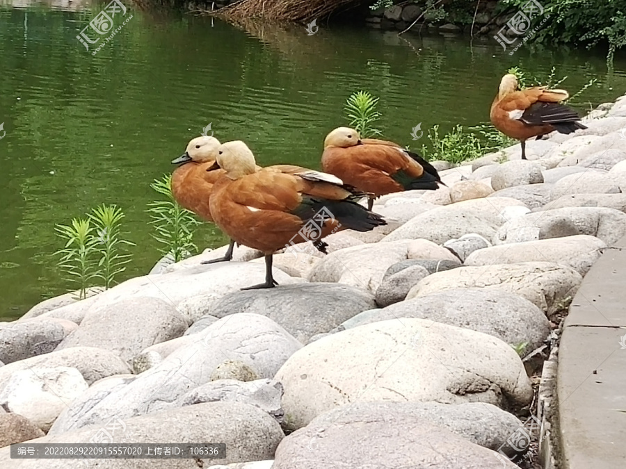 赤麻鸭红雁黄鸭生锈鸭